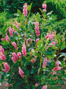 org:/gardening tips/Snoeiadvies/Overzichtspagina/schijnels_o.jpg